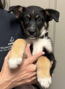 Maggie -  Shepherd and Siberian Husky Dog for Adoption in Littleton, Colorado - Maggie | PetCurious