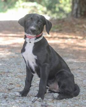 Sammer -  Mixed Breed Dog for Adoption in Groveland, Massachusetts - Sammer | PetCurious