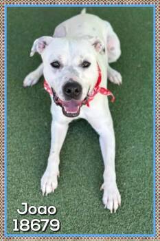 Labrador Retriever and Pit Bull Terrier Dogs Available for Adoption in Marietta, Georgia - Joao (849) | PetCurious