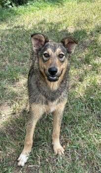 Shepherd and Cattle Dog Dogs Available for Adoption - Johnny Steve | PetCurious