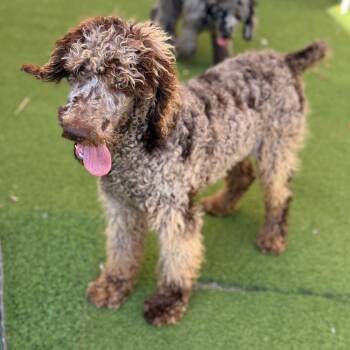 Poodle Dogs Available for Adoption - Sprout 3988 | PetCurious