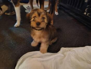 Shih Tzu Dogs Available for Adoption - Courtesy Post - Hudson | PetCurious