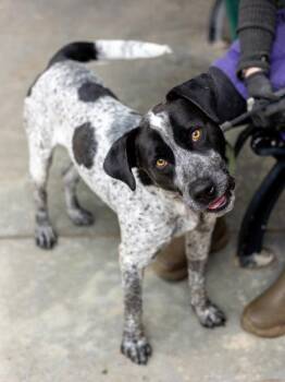 Mixed Breed Dogs Available for Adoption in Chamblee, Georgia - Knox | PetCurious