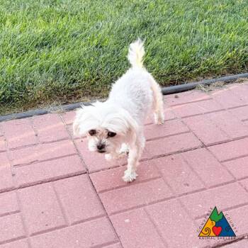 Bunny -  Shih Tzu Dog for Adoption in Douglas, Wyoming - Bunny | PetCurious