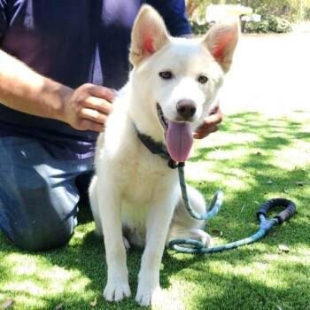 Husky Dogs Available for Adoption - Loki | PetCurious