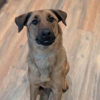 Rescue Belgian Shepherd Malinois and Rottweiler Dogs for Adoption in Bartlett, Tennessee - Lee Lee | PetCurious
