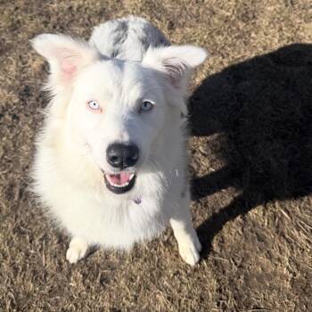 Australian Shepherd Dogs Available for Adoption - Aspen  | PetCurious