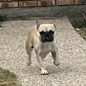 French Bulldog and Pug Dogs Available for Adoption - Dee Dee | PetCurious