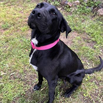 Black Labrador Retriever Dogs Available for Adoption in North Little Rock, Arkansas - Willow (Mama) | PetCurious