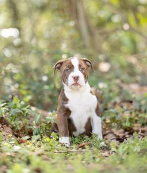 Mixed Breed Dogs Available for Adoption - Pork Chop | PetCurious