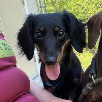 Dachshund Dogs Available for Adoption in Bedford, New Hampshire - Samantha | PetCurious