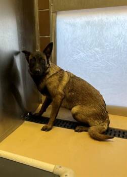 Belgian Shepherd Malinois Dogs Available for Adoption in Riverside, California - LEILA | PetCurious