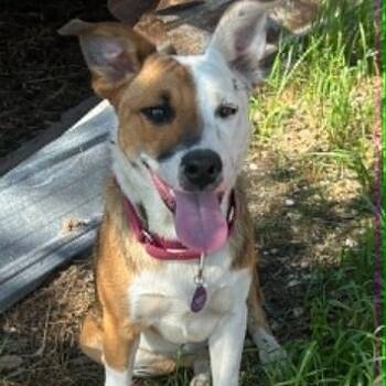 Mixed Breed Dogs Available for Adoption in Blacksburg, Virginia - Angel | PetCurious