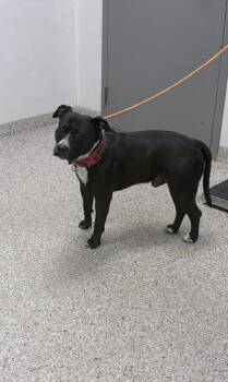 Terrier and Mixed Breed Dogs Available for Adoption in Gastonia, North Carolina - Bolt | PetCurious