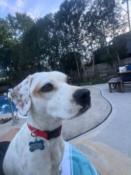 Dawn -  Beagle Dog for Adoption in New Albany, Ohio - Dawn | PetCurious