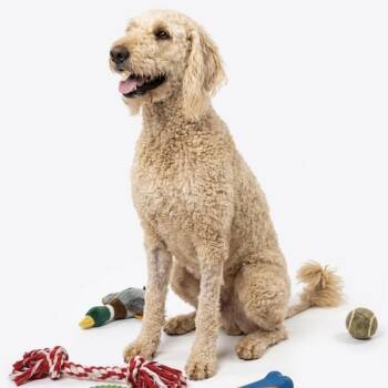 Cody -  Goldendoodle Dog for Adoption in Seguin, Texas - Cody | PetCurious
