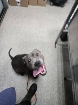 Pit Bull Terrier and Cane Corso Dogs Available for Adoption - Lucelia | PetCurious