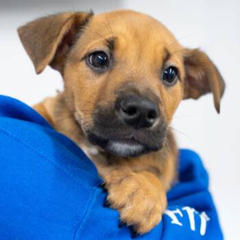 Rescue German Shepherd Dog Dogs for Adoption in Long Beach, California - Crete | PetCurious