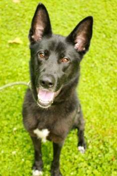 Rescue German Shepherd Dog and Siberian Husky Dogs for Adoption in Ona, West Virginia - Felix | PetCurious