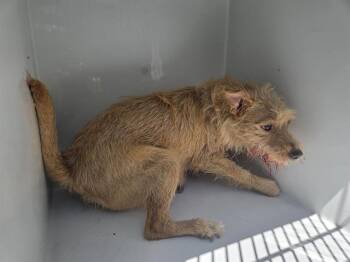 Parson Russell Terrier and Mixed Breed Dogs Available for Adoption in Houston, Texas - MILLY | PetCurious