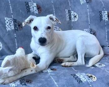 Mixed Breed Dogs Available for Adoption - Clyde | PetCurious