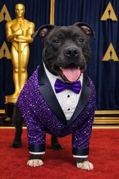 Presa Canario Dogs Available for Adoption - Marshall | PetCurious