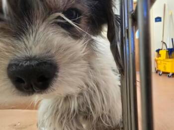 Sherlock -  Terrier Dog for Adoption in Kennewick, Washington - Sherlock | PetCurious