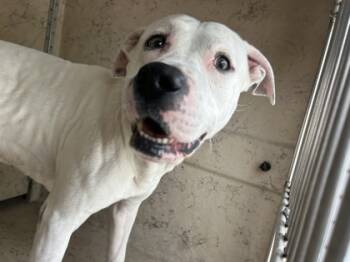 Rescue Pit Bull Terrier and Mixed Breed Dogs for Adoption in Largo, Florida - Clint | PetCurious