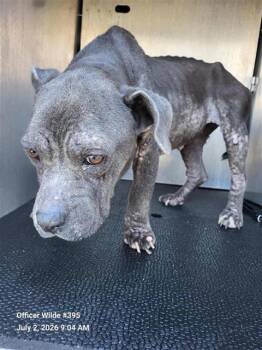 SALLY -  American Staffordshire Terrier Dog for Adoption in San Antonio, Texas - SALLY | PetCurious