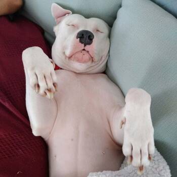 Pit Bull Terrier Dogs Available for Adoption - LILY - URGENTLY SEEKING FOSTER OR ADOPTER | PetCurious