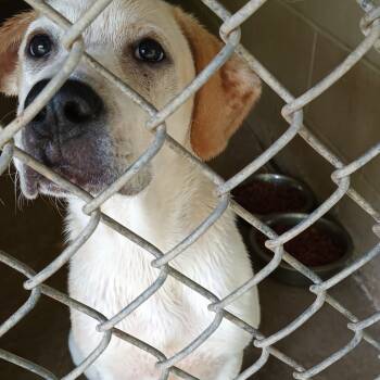 Rescue Great Pyrenees and Mixed Breed Dogs for Adoption in Valley, Alabama - Mister | PetCurious