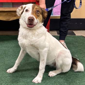 Australian Shepherd and Mixed Breed Dogs Available for Adoption in Midland, Texas - FWT Shenzi | PetCurious