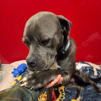 Mixed Breed Dogs Available for Adoption - Sir Reginald | PetCurious