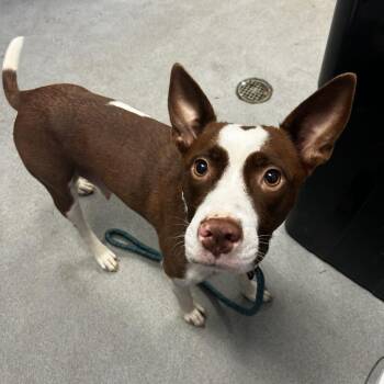 Lady Vidalia -  Mixed Breed Dog for Adoption in Spruce Pine, North Carolina - Lady Vidalia | PetCurious