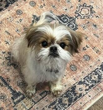 Shih Tzu Dogs Available for Adoption in Oxford, Michigan - Jackpot | PetCurious