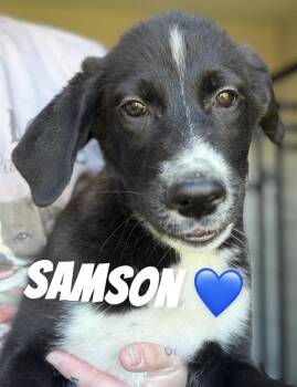 Samson -  Border Collie and German Shepherd Dog Dog for Adoption in Felton, Pennsylvania - Samson | PetCurious