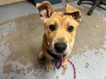 Mastiff and Great Dane Dogs Available for Adoption - A378231 | PetCurious