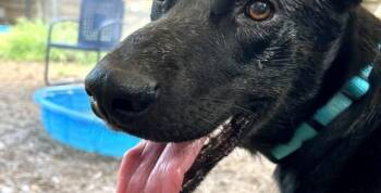 Rescue Airedale Terrier and Anatolian Shepherd Dogs for Adoption in Houston, Texas - Danzig | PetCurious