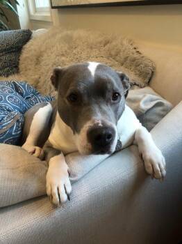 Staffordshire Bull Terrier Dogs Available for Adoption in Napa, California - Lil | PetCurious