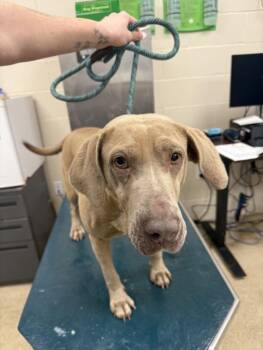 Weimaraner and Mixed Breed Dogs Available for Adoption - MOLLY | PetCurious