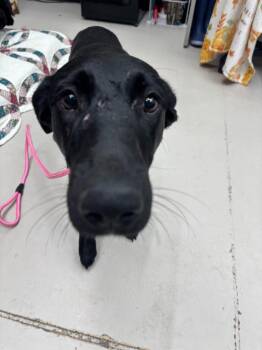 Brisbane -  Labrador Retriever and Hound Dog for Adoption in Findlay, Ohio - Brisbane | PetCurious