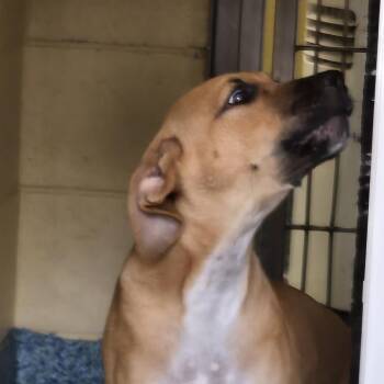 Delulu -  Mixed Breed Dog for Adoption - Delulu | PetCurious
