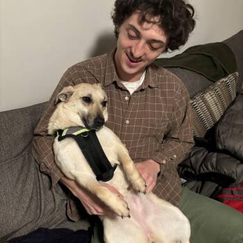 Crystal -  Mixed Breed Dog for Adoption in New York, New York - Crystal | PetCurious