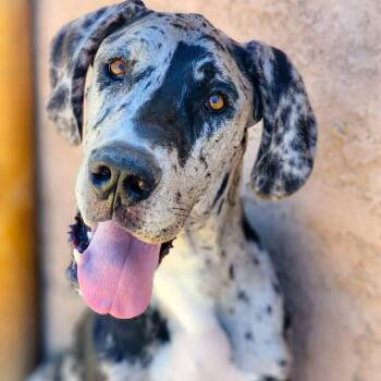 Rescue Great Dane Dogs for Adoption in Tehachapi, California - Tweedle Dum | PetCurious