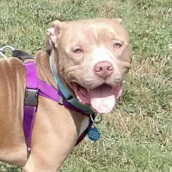 July -  Pit Bull Terrier Dog for Adoption in Gloucester, Virginia - July | PetCurious