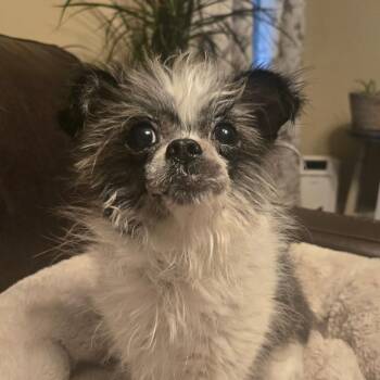 Rory -  Shih Tzu and Mixed Breed Dog for Adoption in Helena, Alabama - Rory | PetCurious