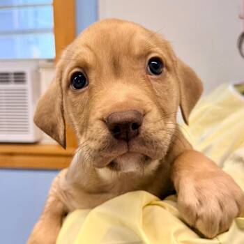 Puppy 3 -  Mixed Breed Dog for Adoption in Redwood Valley, California - Puppy 3 | PetCurious