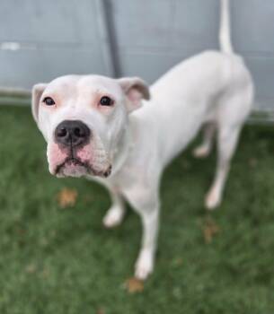 American Staffordshire Terrier and Great Dane Dogs Available for Adoption in Sparta, Wisconsin - Kila | PetCurious