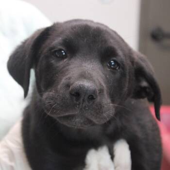 Blue -  Retriever and Shepherd Dog for Adoption in Cleveland, Mississippi - Blue | PetCurious