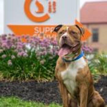 Tank -  Mixed Breed Dog for Adoption in Hilliard, Ohio - Tank | PetCurious